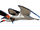 Black Skimmer.png