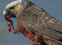 Kaka -Stewart Island-1c