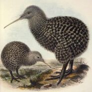 Apteryx haastii