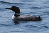 Loon