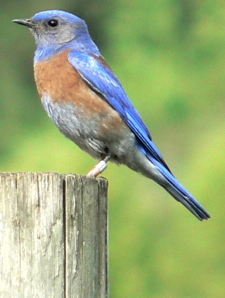 Western Bluebird | All Birds Wiki | Fandom