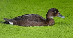 Female A