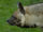 Striped hyena profile.jpg