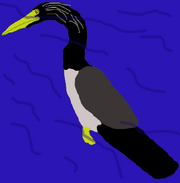 Male Frost Anhinga