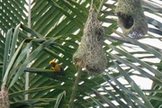 Weaver birds and nests in western .