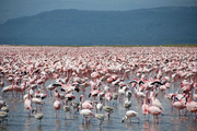 Large number of flamingos at Lake Nakuru