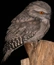 Frogmouth