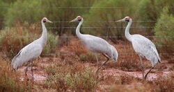 Brolga