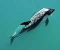 Lagenorhynchus australis