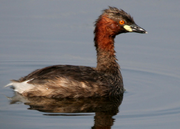 Little Grebe (Tachybaptus ruficollis)- Breeding plumage W2 IMG 8770