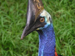 Southern cassowary
