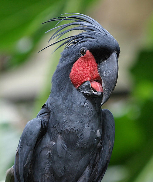 Gang-gang Cockatoo - Melbourne Museum