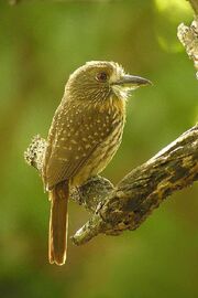 White whiskered puffbird