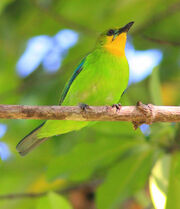 Lemon-throated-leaf-birdtrek