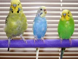 Budgerigar