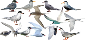 Sterna diversity