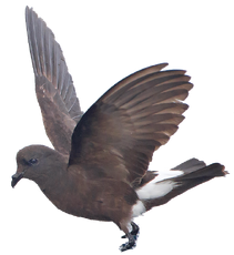 Wilson's Storm-Petrel