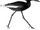 Black Crab Plover