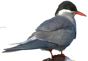 Kerguelen Tern
