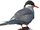 Kerguelen Tern.png