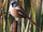 Bearded Reedling