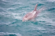 Burrunan Dolphin
