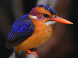 River kingfisher