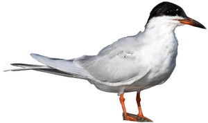 Forster's Tern