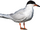 Forster's Tern.png