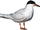 Forster's Tern