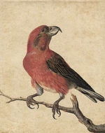 Parrot Crossbill