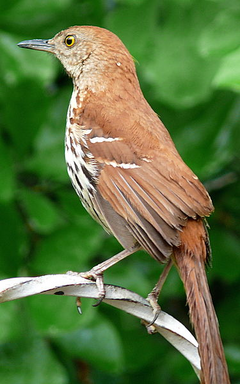 Brown Thrasher alt