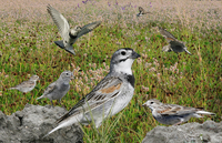 Calcariidae: Longspurs and Snow Buntings