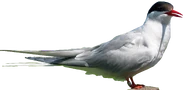 Arctic Tern