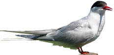 Arctic Tern.png