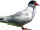 Commic terns