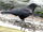 American Crow