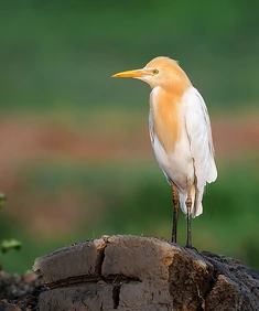 A  in breeding plumage.