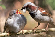 Passer domesticus -male feeding chick-8