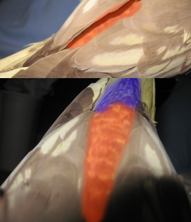 A bird's rump