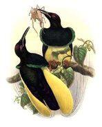 Seleucidis melanoleuca by Bowdler Sharpe