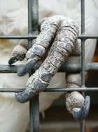 Closeup of a cockatoo's left foot grasping the wires of a cage