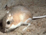Kangaroo rat