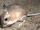 Kangaroo rat