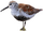 Sandpiper