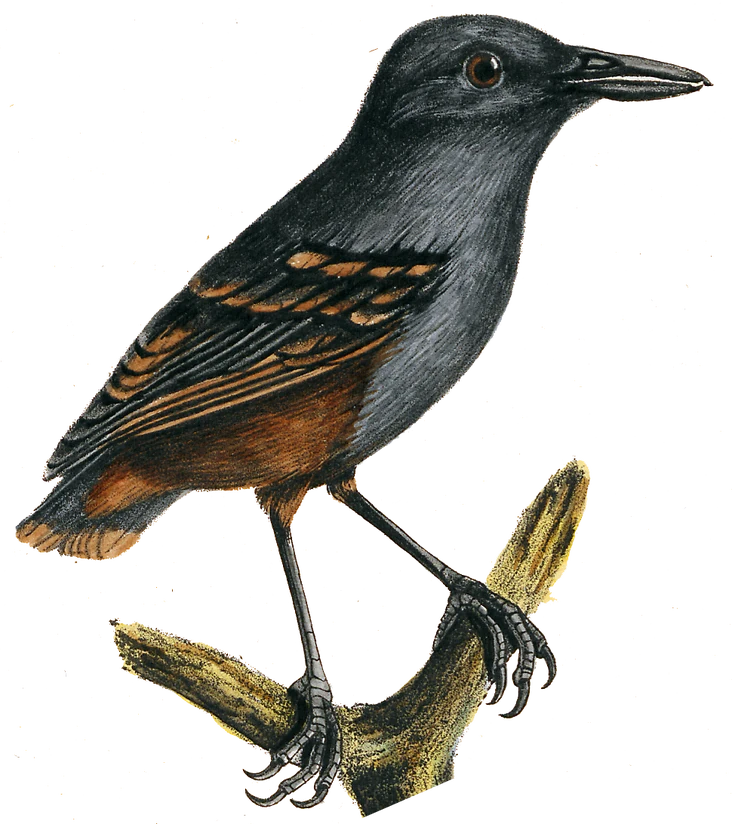 Are All Songbirds Perching Birds? Discover the Truth Today!