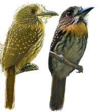 White-whiskered Puffbird