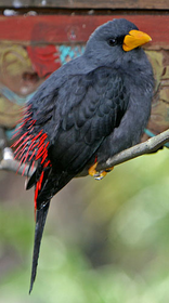 Grosbeak Starling