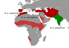 NeophronMap