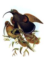 Epimachus albertisii by Bowdler Sharpe